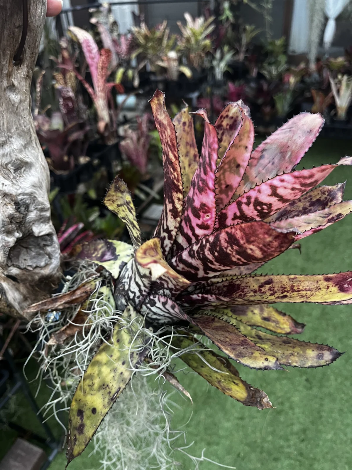 エクメア　オーランディアナ　スノーフレーク