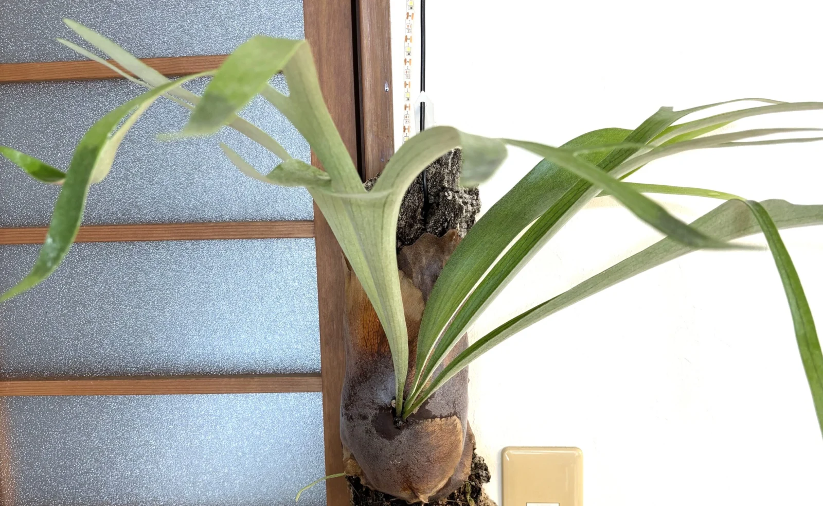 ビカクシダ　ケンイチ