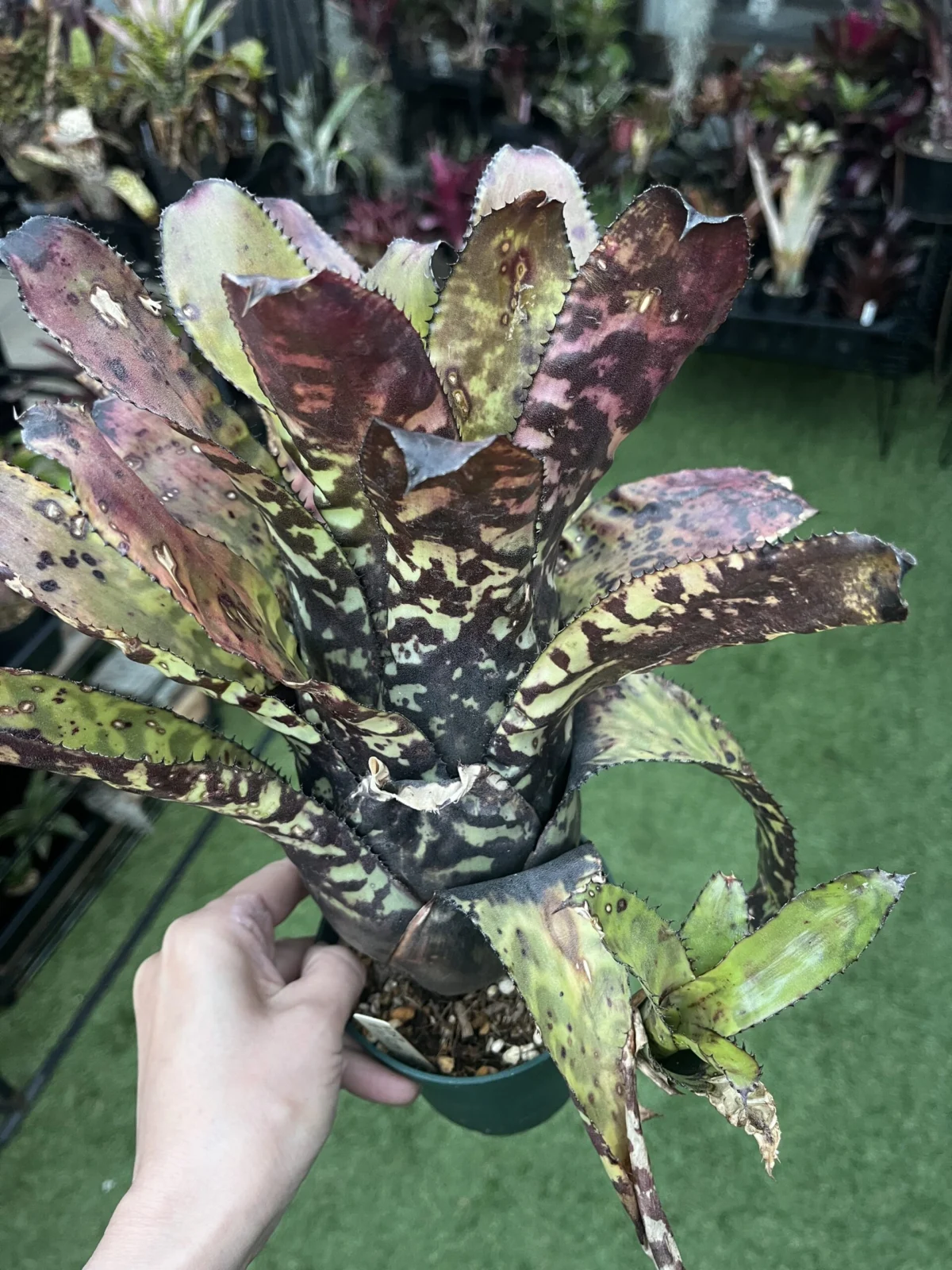 エクメア　オーランディアナ　ブラックビューティー