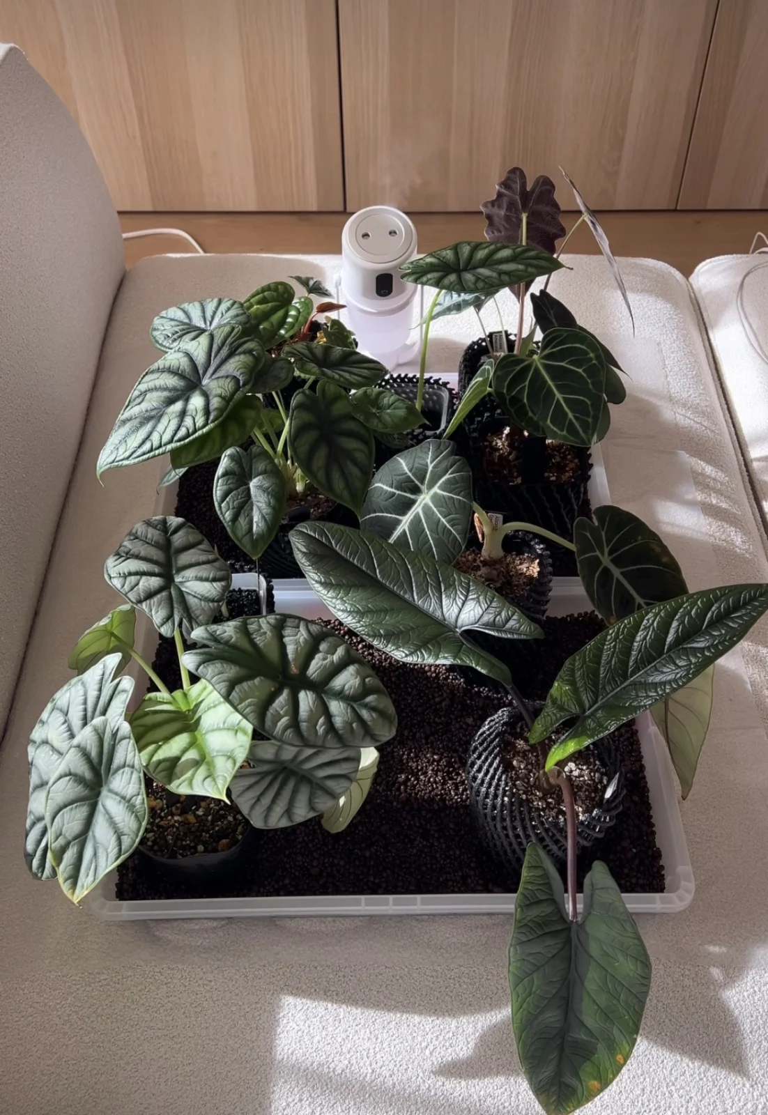 アロカシア　昼の部