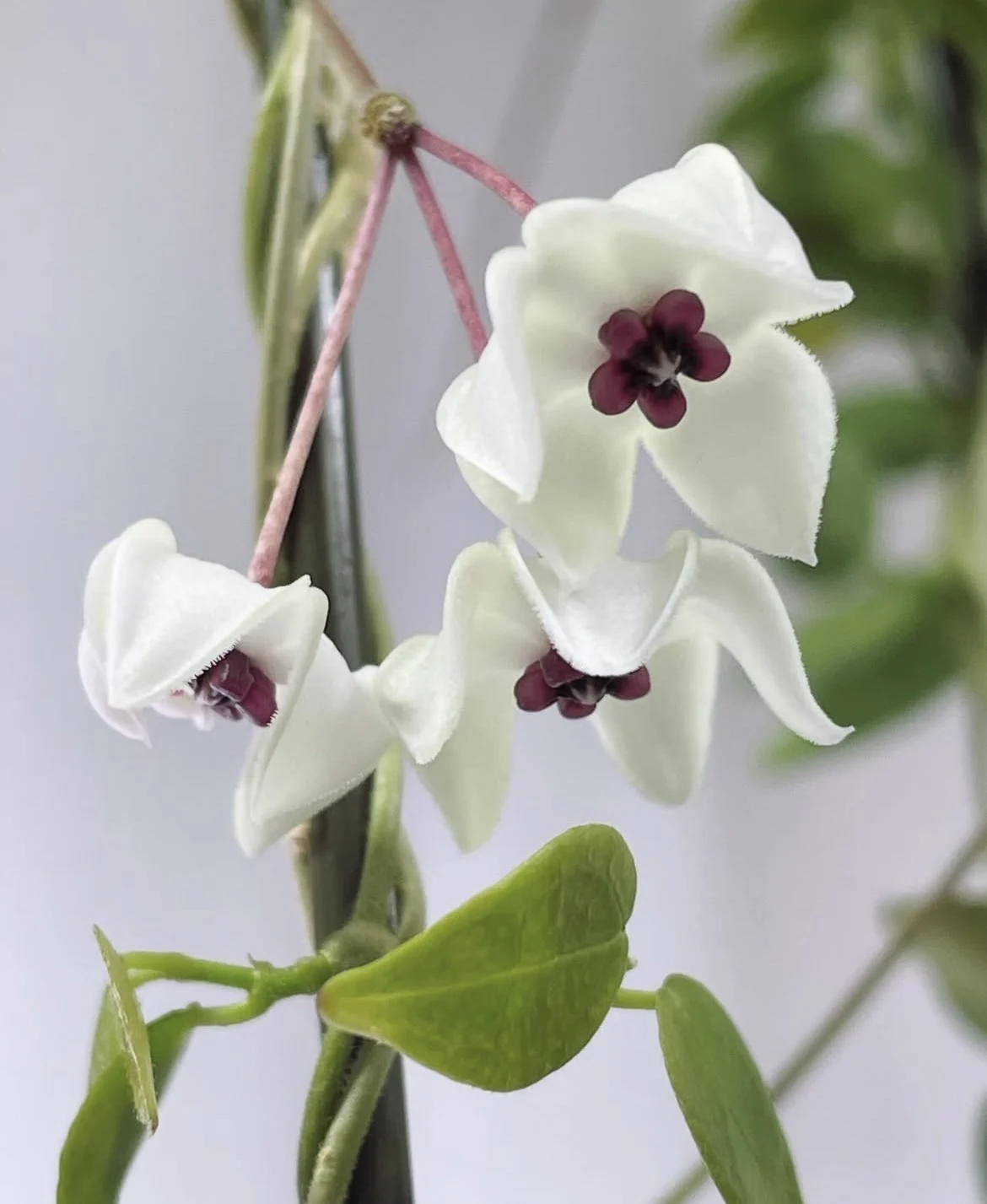 ホヤ　ミクロフィラ　花