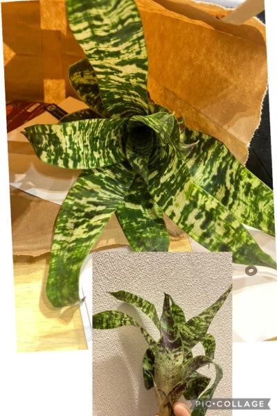 ゴウダエア　オスピナエ　グルベリー
