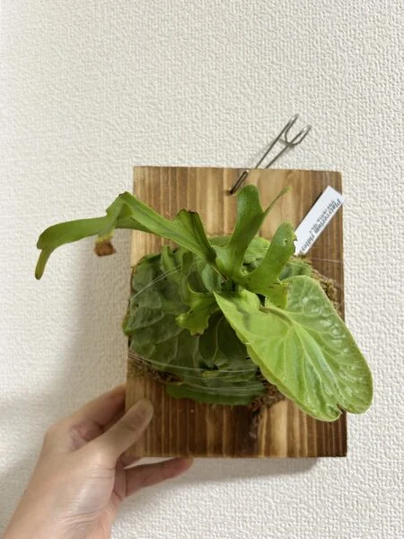 ビカクシダ　リドレイ