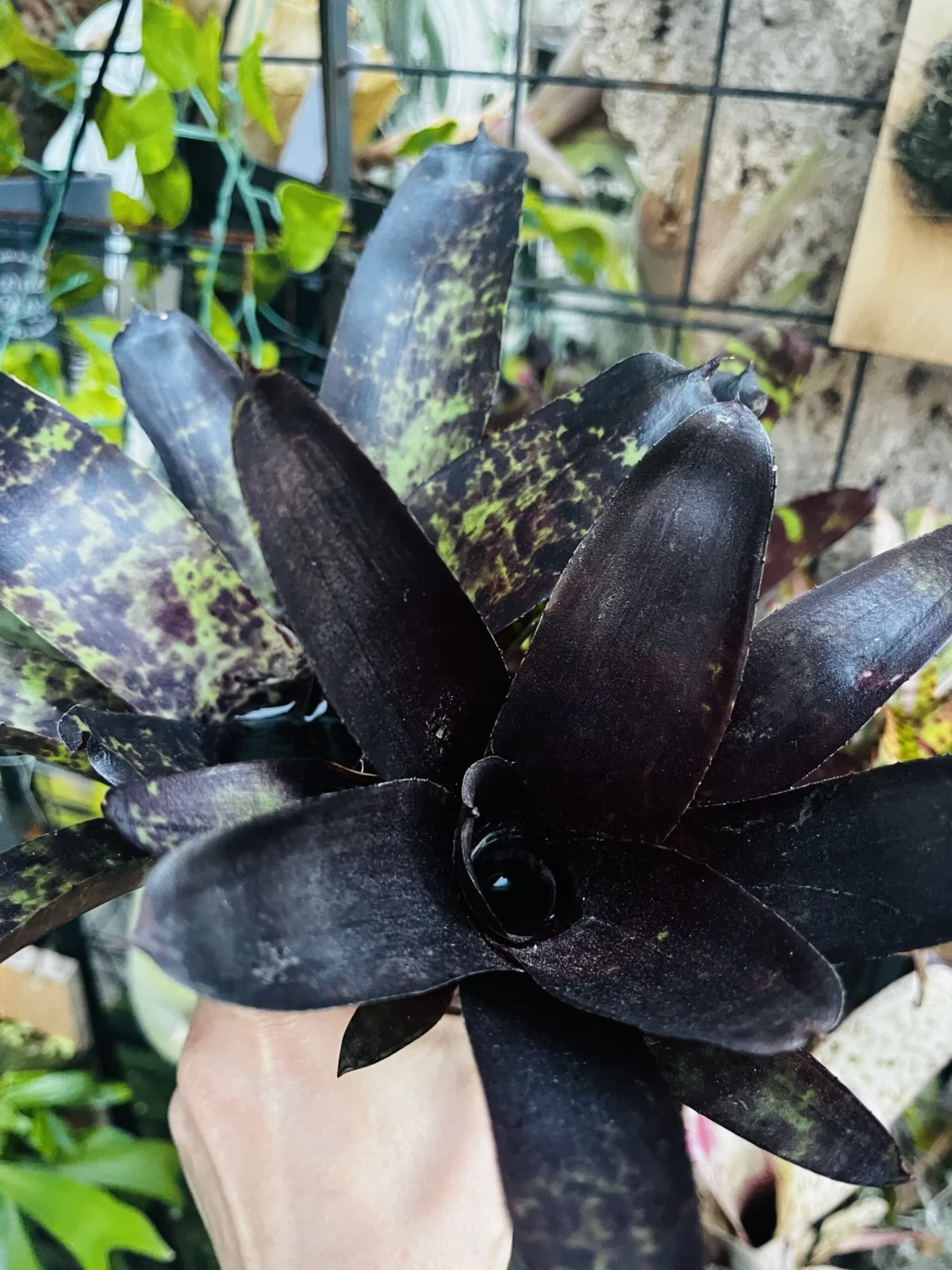 ネオレゲリア　ジャバプラム