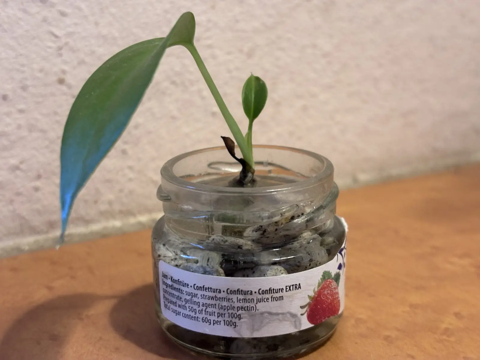 モンステラ　札落ち　3枚目②