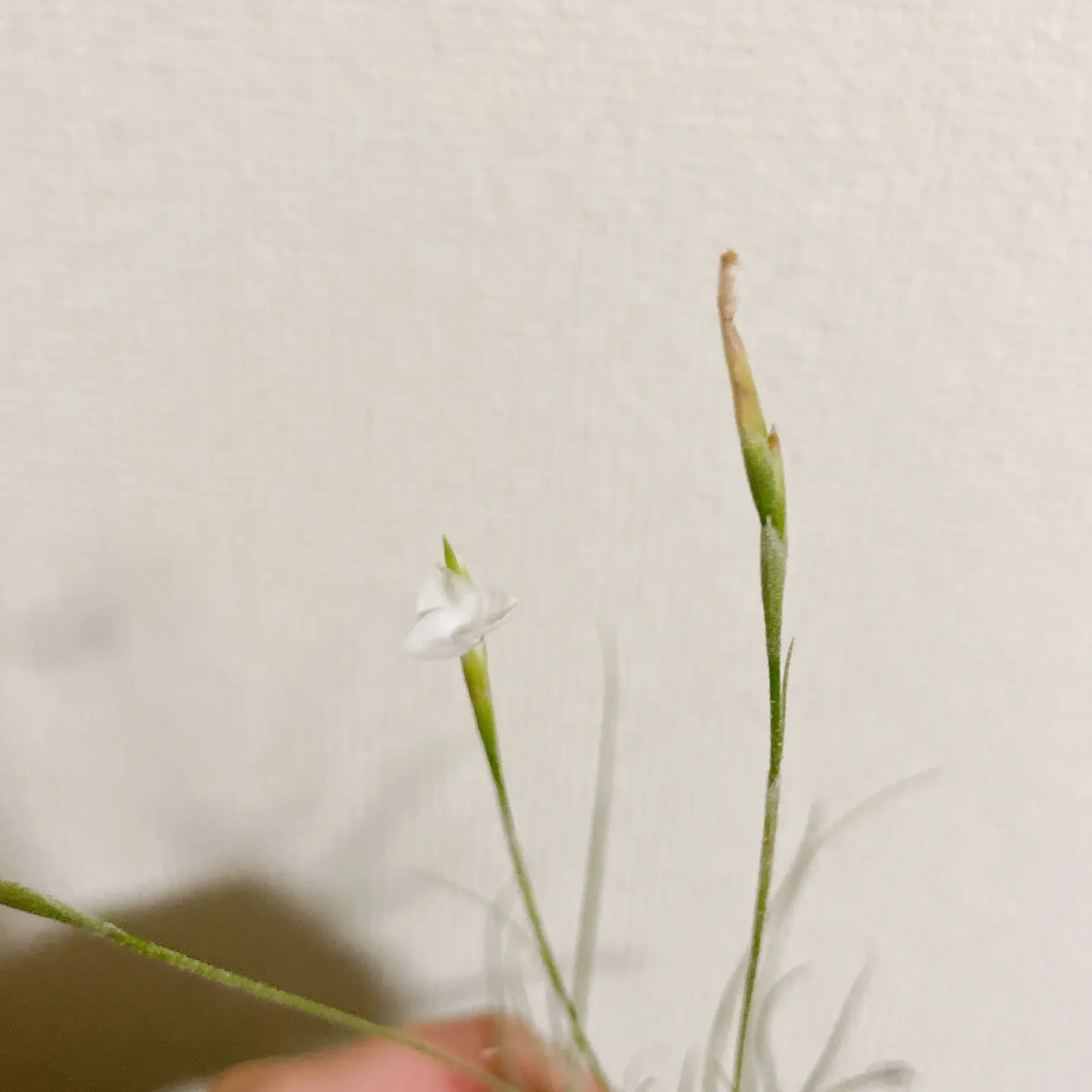 マレモンティ　白　花