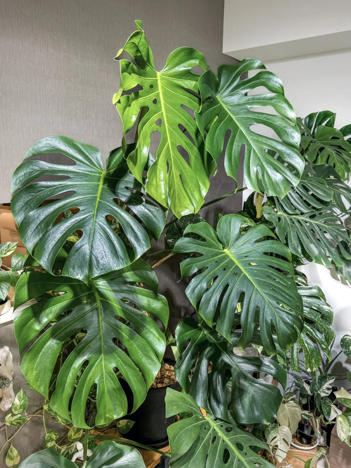 モンステラ デリシオーサ