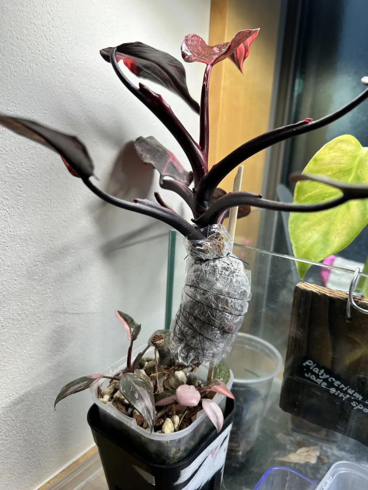 フィロデンドロン　ピンクプリンセス　マーブルギャラクシー