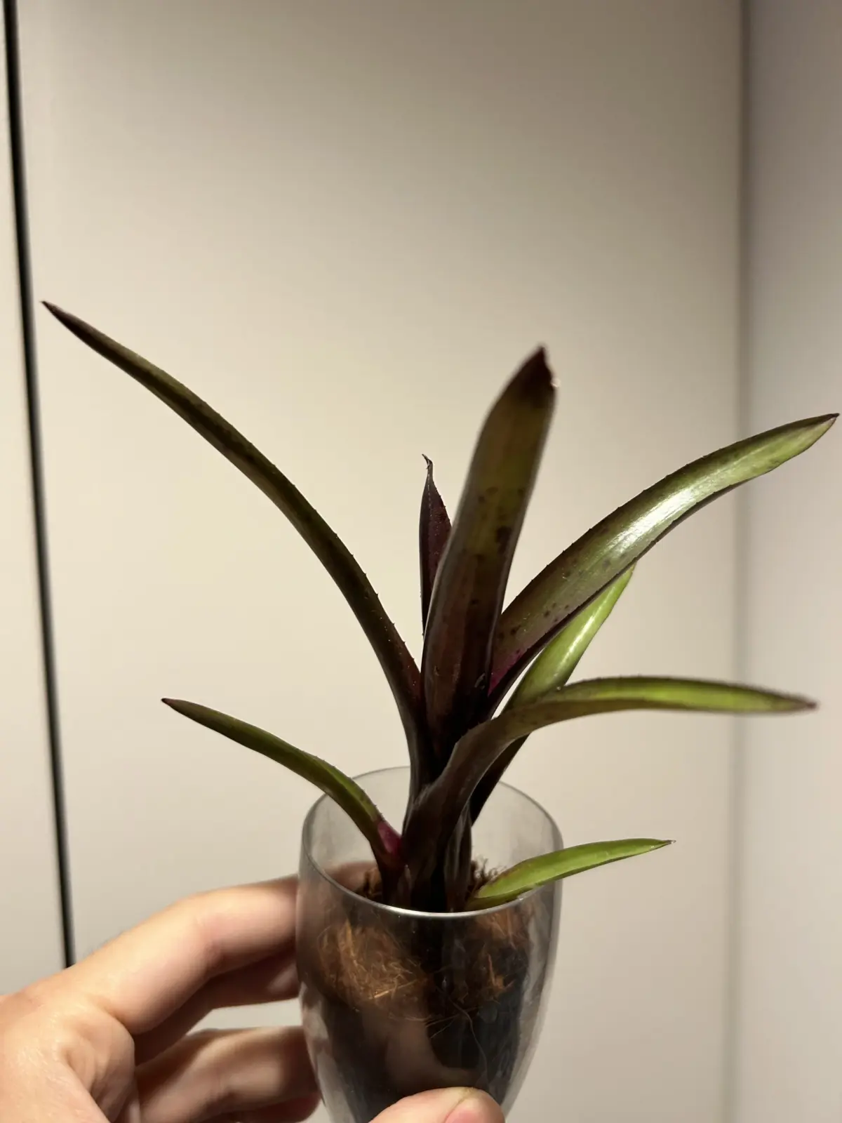 ネオレゲリア　札落ち？