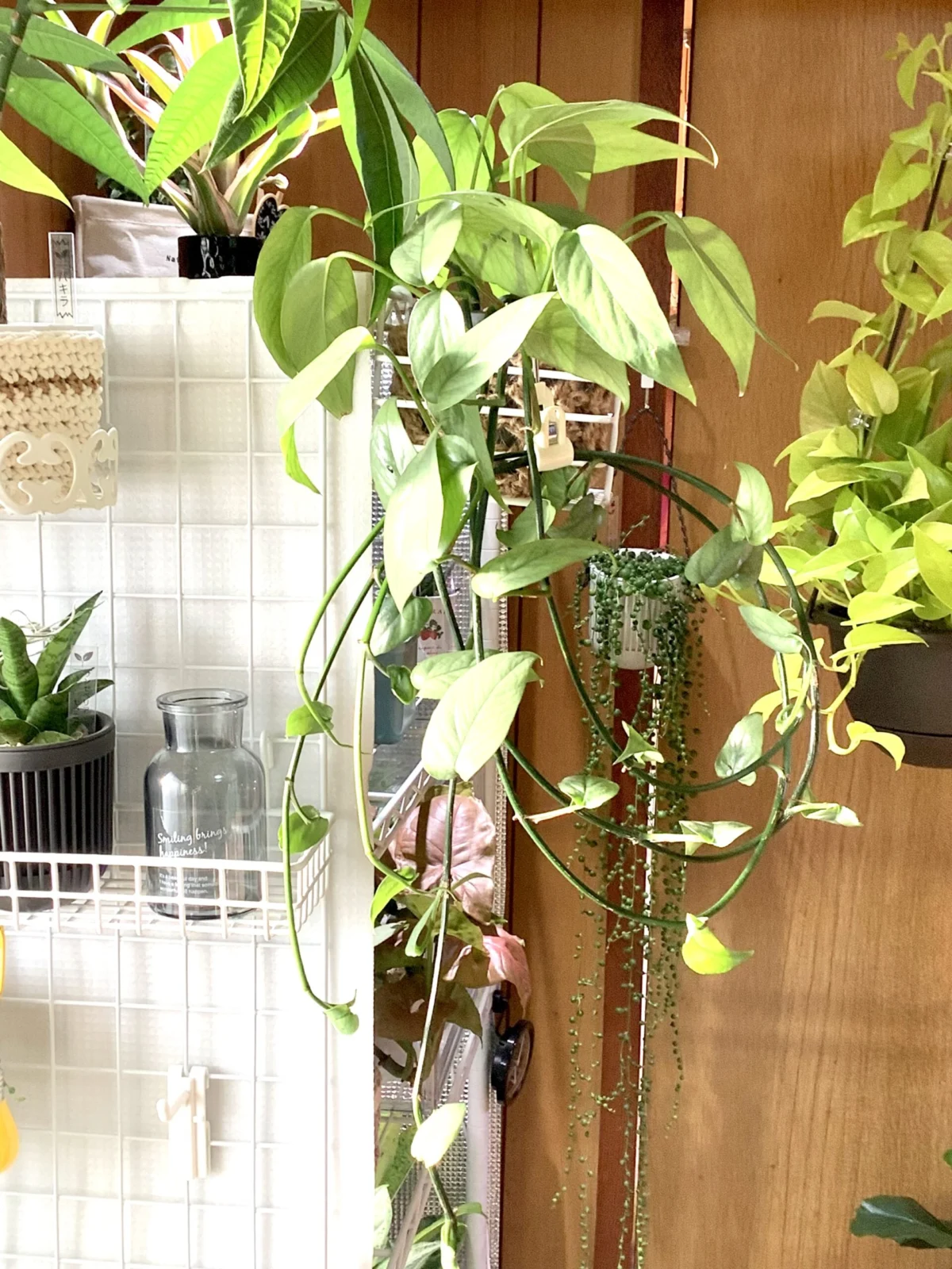 エピプレナム　ピナツム　セブブルー