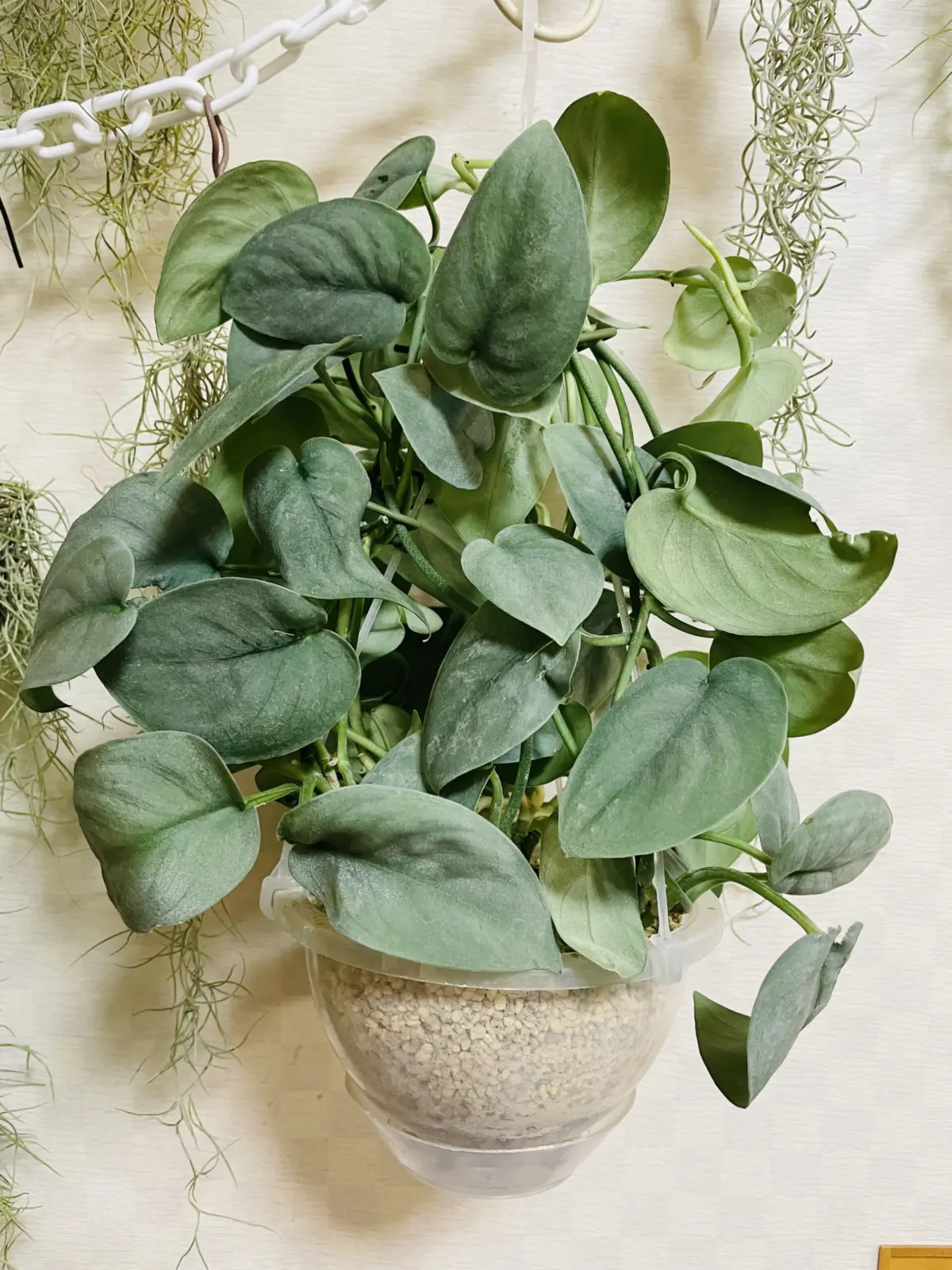 スキンダプサス オルモストシルバー　