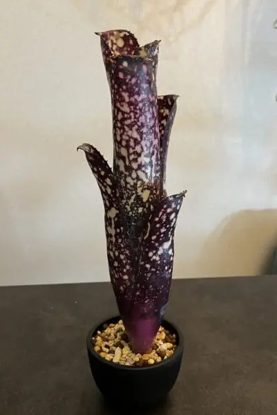 ビルベルギア　ブラックチェリー