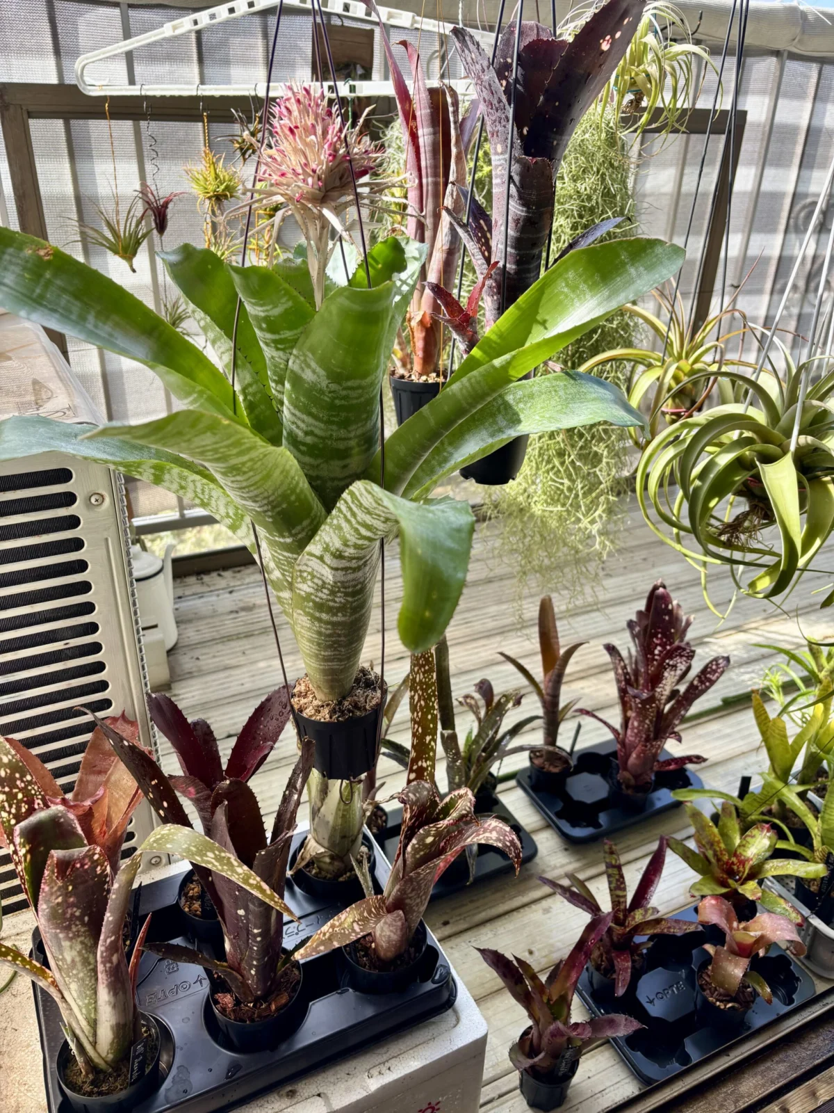 タンクブロメリア