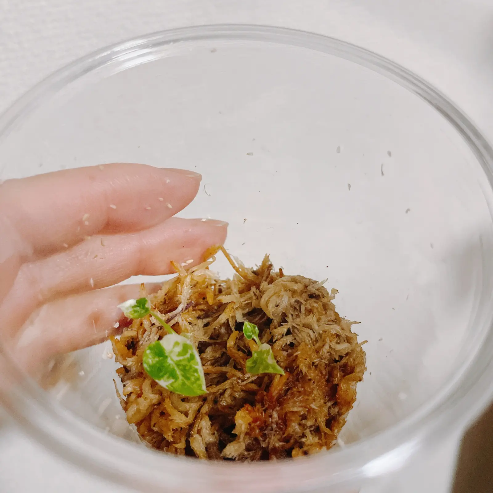 アロカシア　グリーンベルベット　斑入り　芋