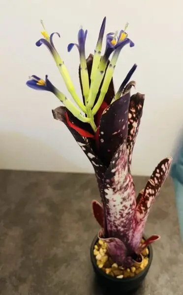 ビルベルギア　ハレルヤ　花