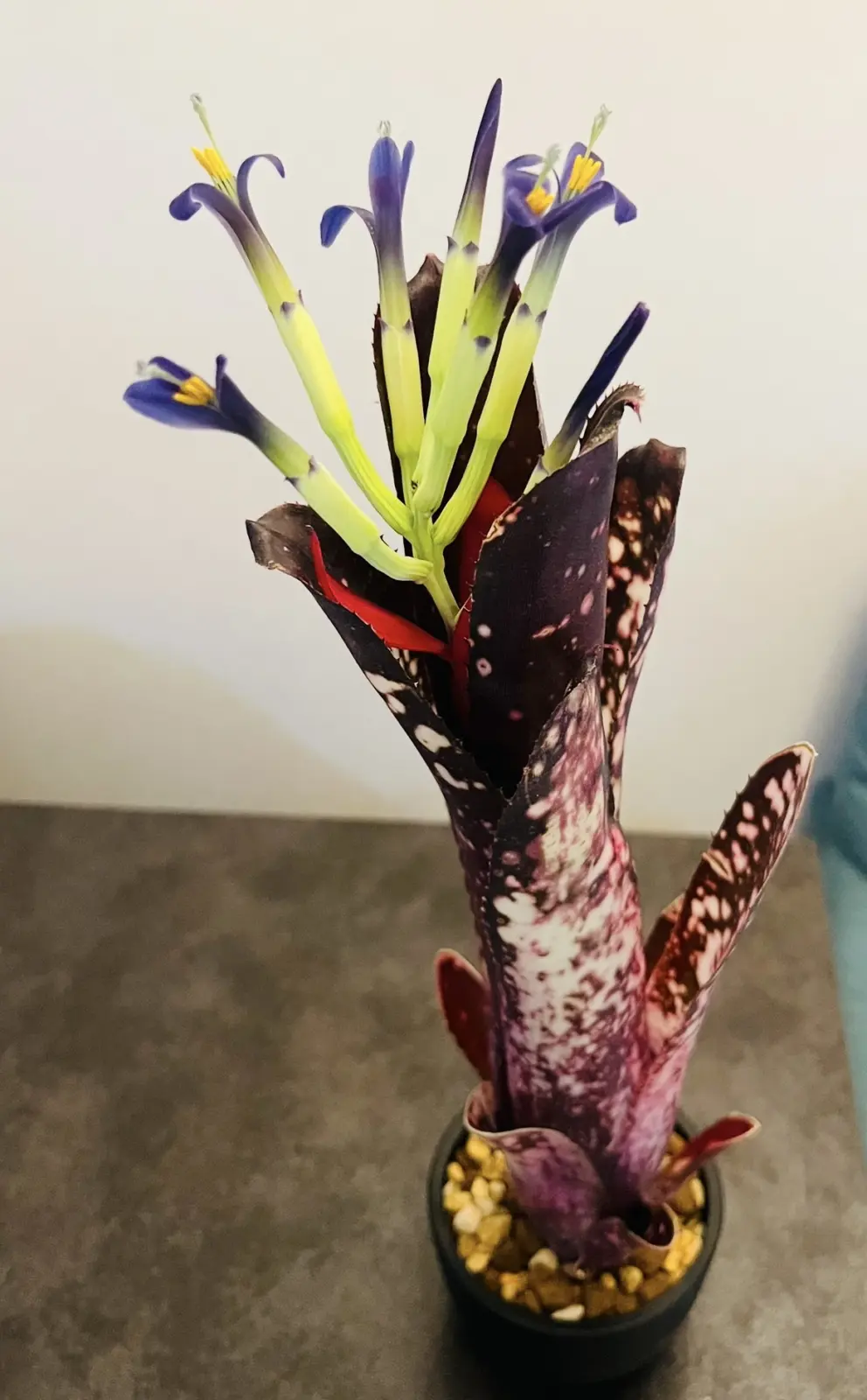 ビルベルギア　ハレルヤ　花