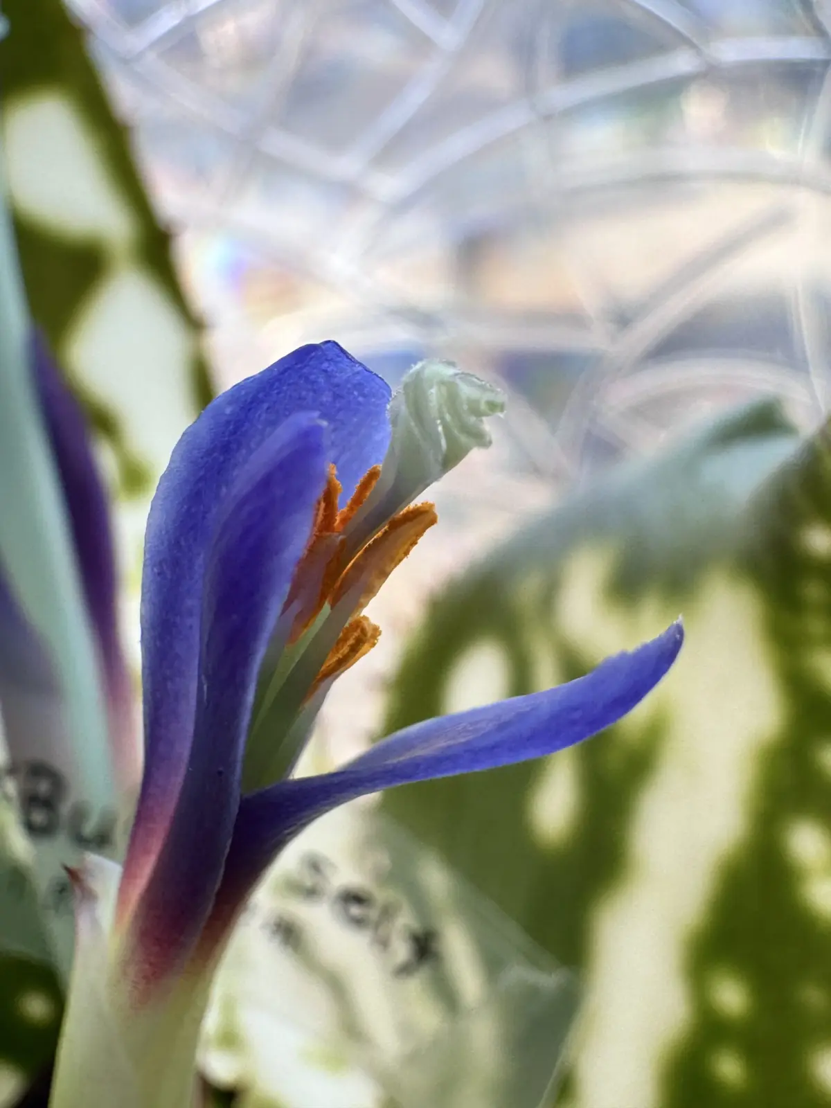 ビルベルギア　ドミンゴスマルティンス×ブックホルツィー　花