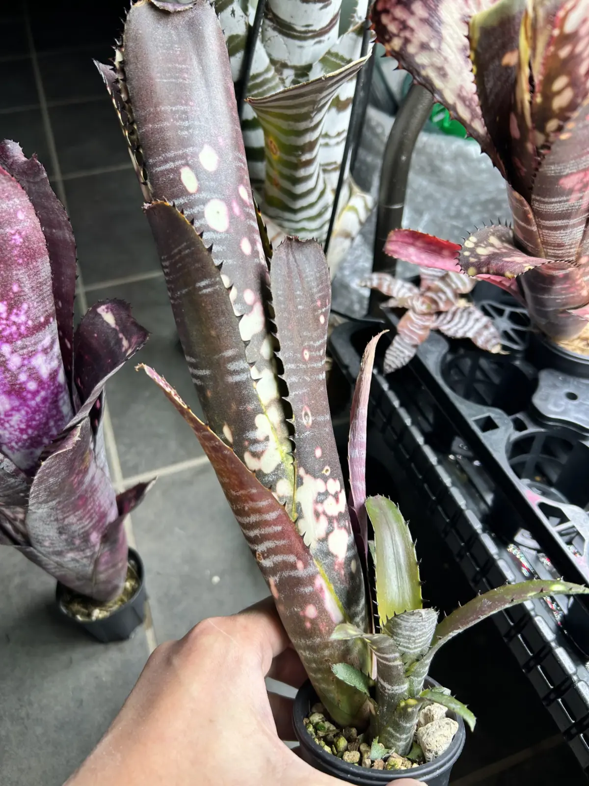 ビルベルギア　ビッタータ　ドミンゴスマルティンス　子株