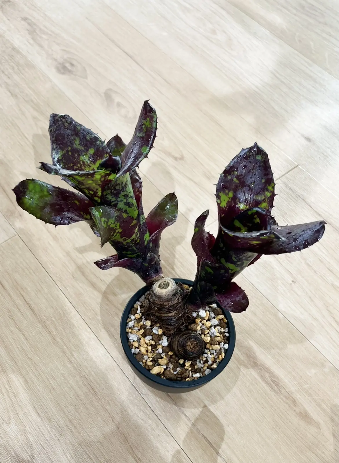 ネオレゲリア　アフリカ