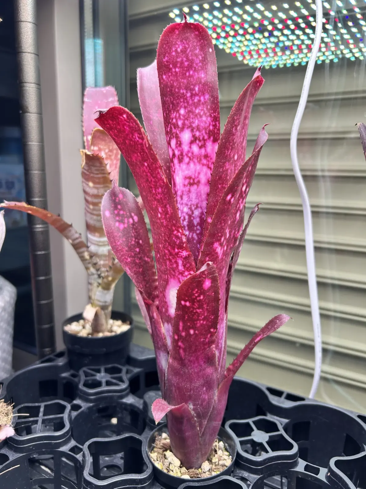 ビルベルギア　ハレルヤ