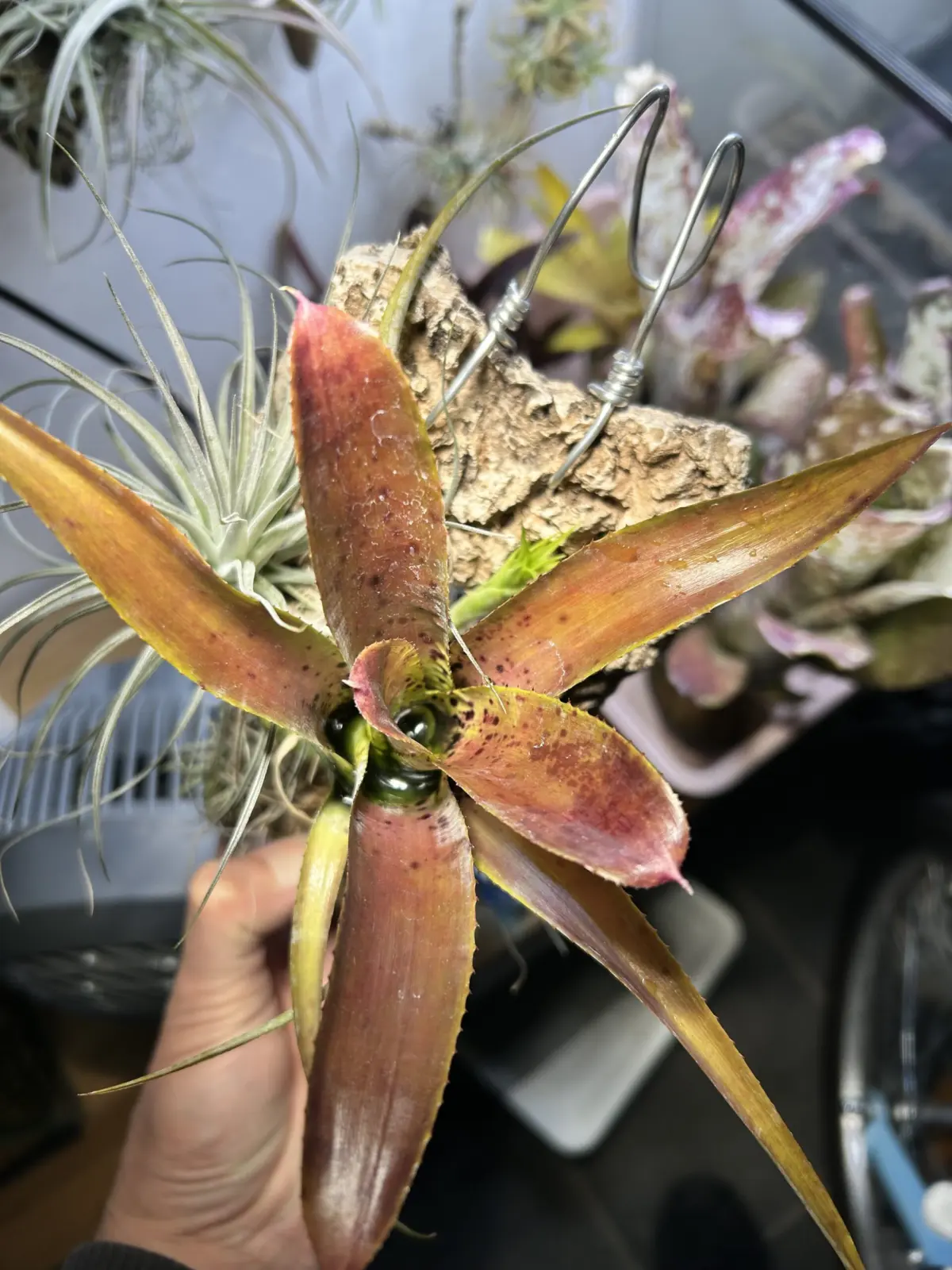 ネオレゲリア ハウジット リサのタグ付き Yahoo!オークション - ネオレゲリア Neoregelia 'Nosferatu' Lisa Vinz