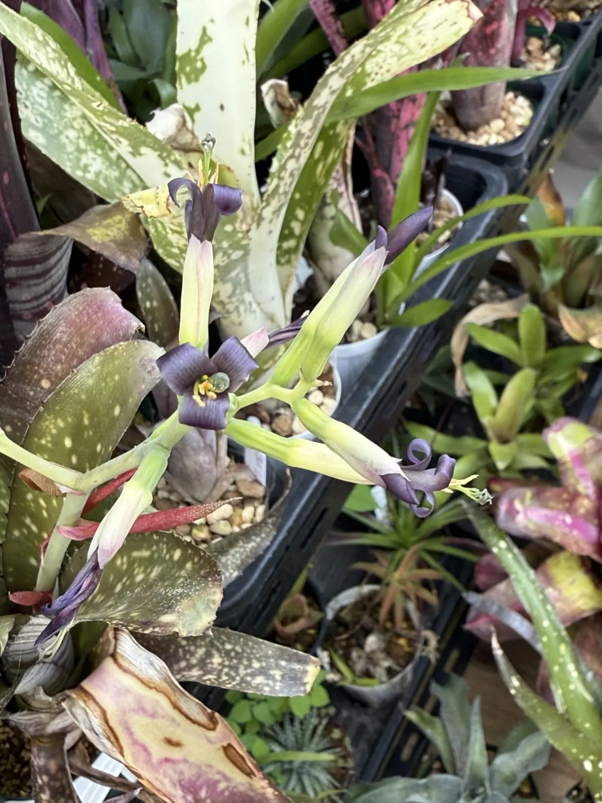 ビルベルギア 黒っぽい花