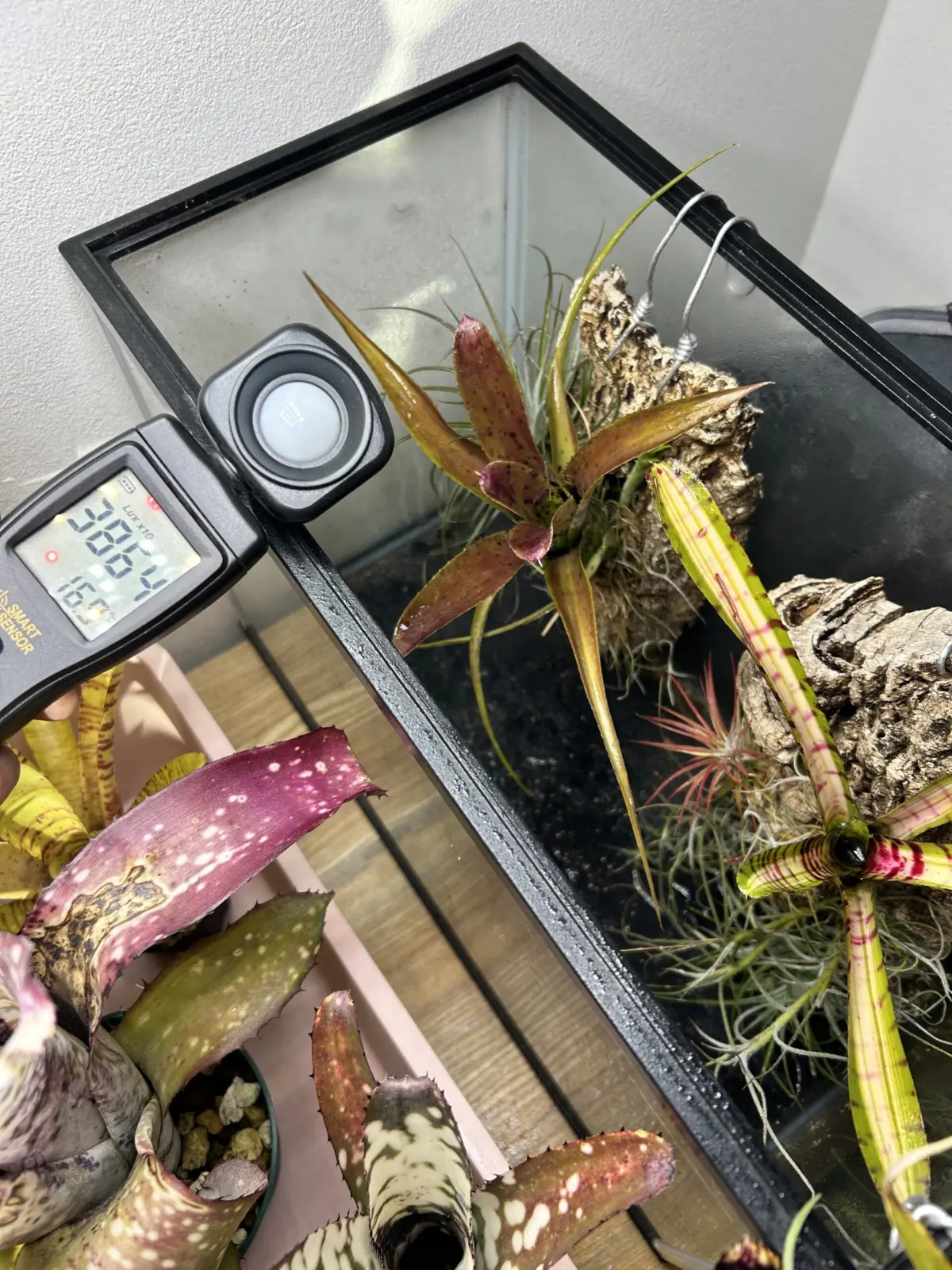 ネオレゲリア　パウシフローラ　照度