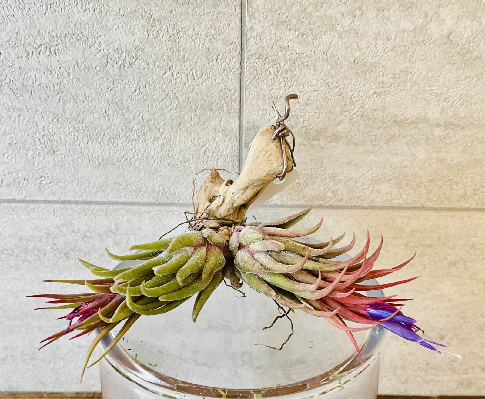 コーンヘッド 花