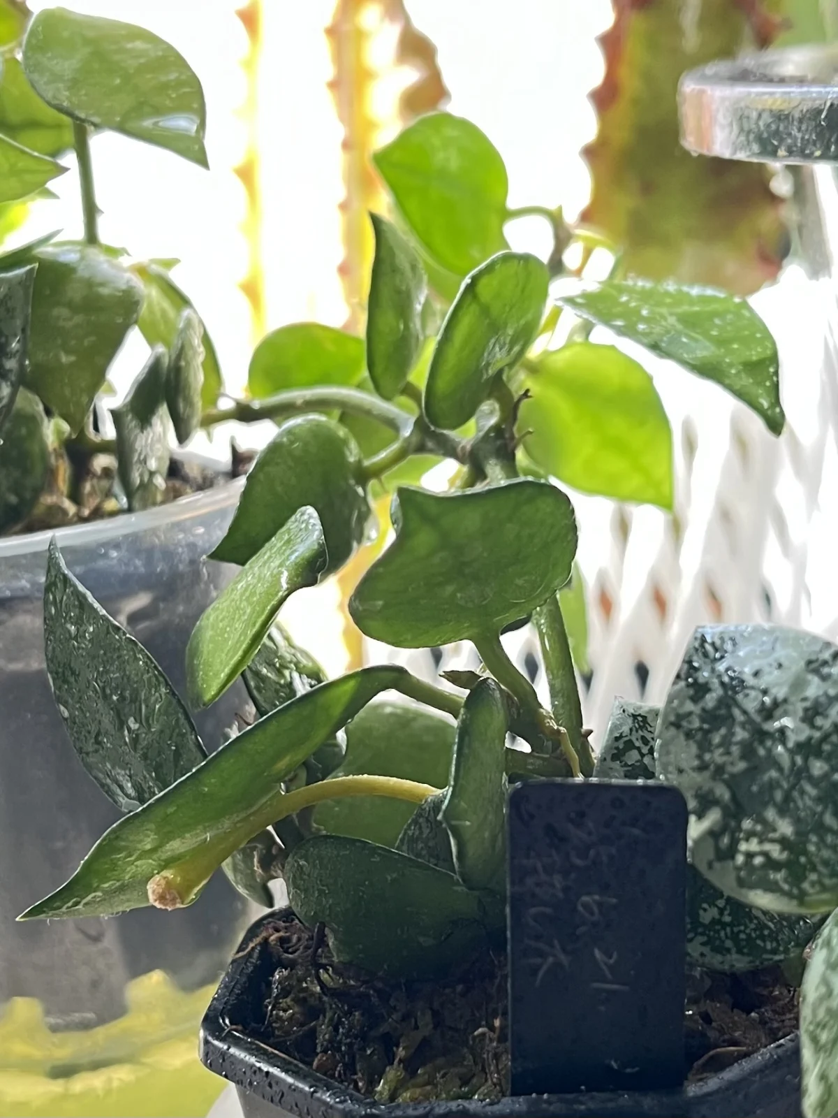 ホヤ　クローニアナ　シルバー　挿し木