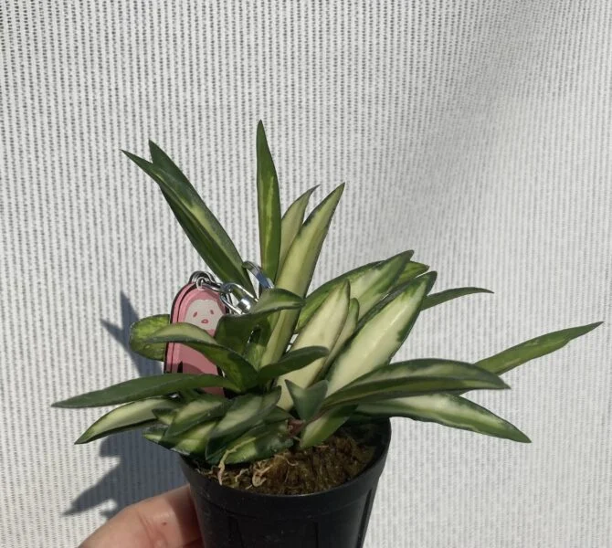ホヤ ケンティアナ 斑入り