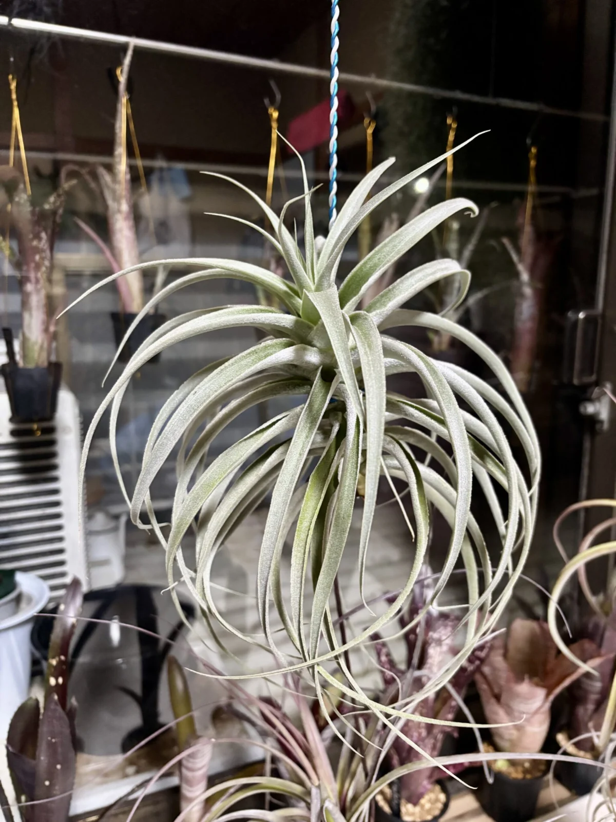 ティランジア　カクティコラ