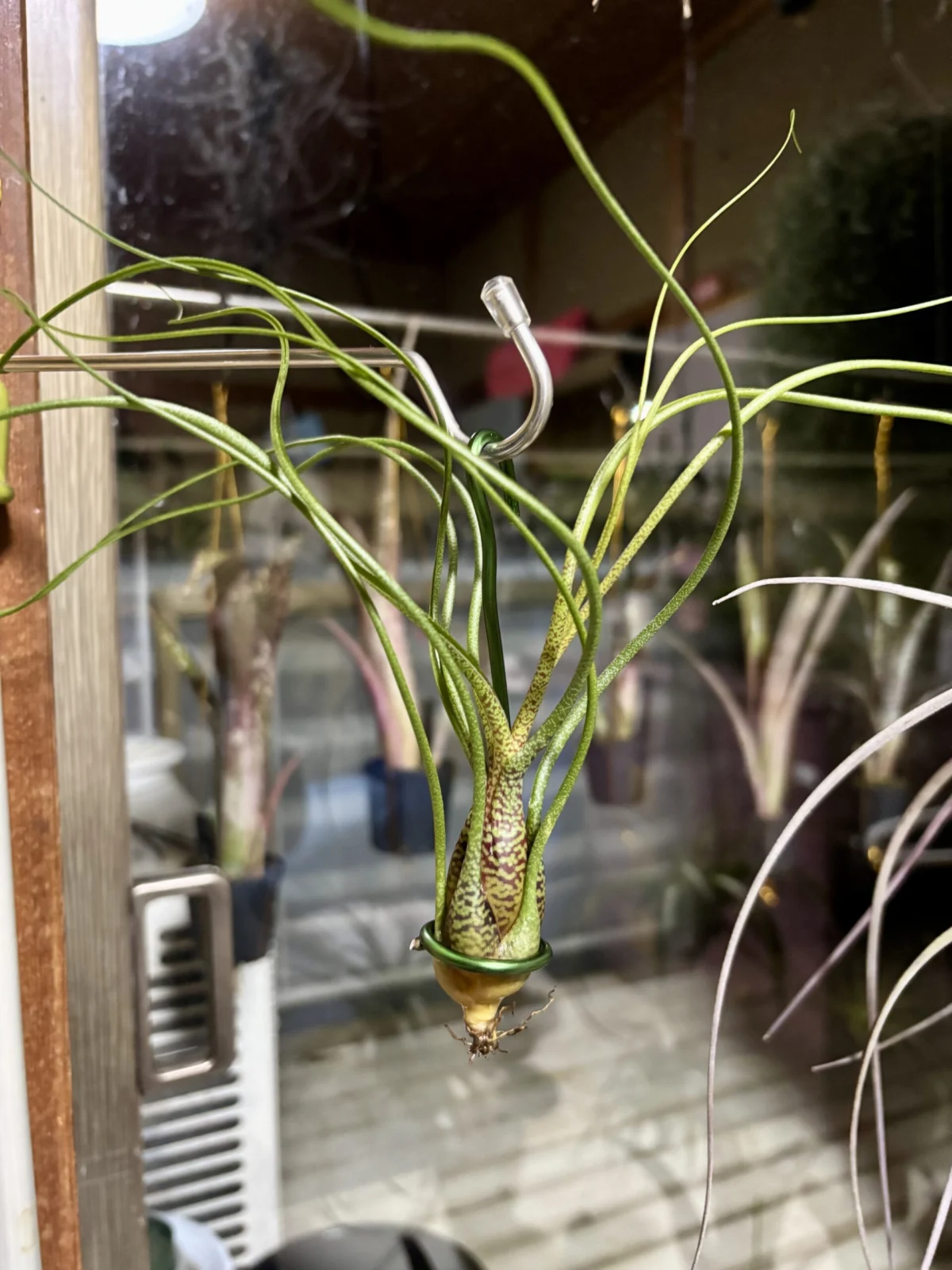 ティランジア　ブッツィ