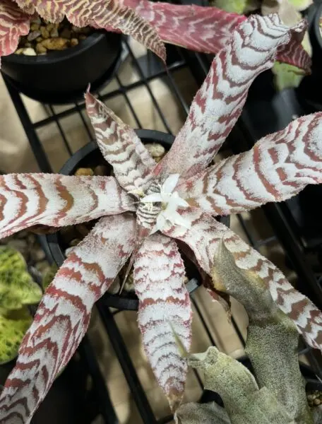 クリプタンサス アブソリュートゼロ 花