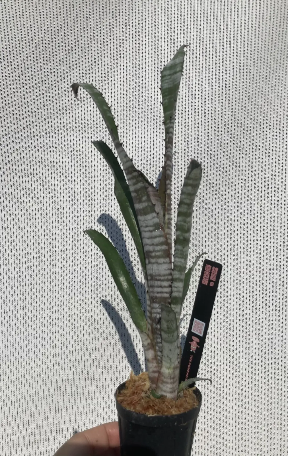 ビルベルギア パイプライン