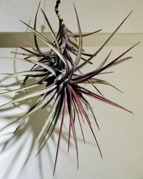 ティランジア　ノバキー