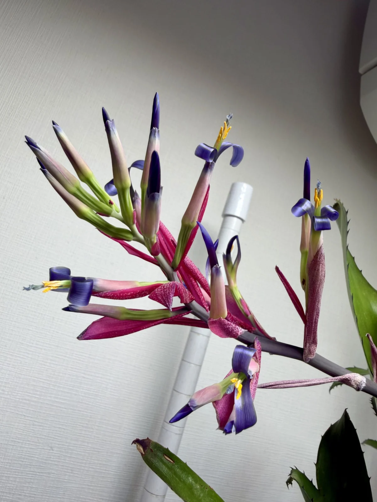 ビルベルギア スローポーク 開花