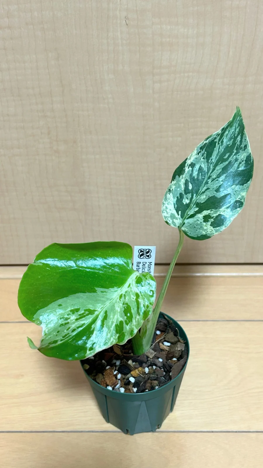 モンステラ デリシオーサ バルバソー フシギダネ