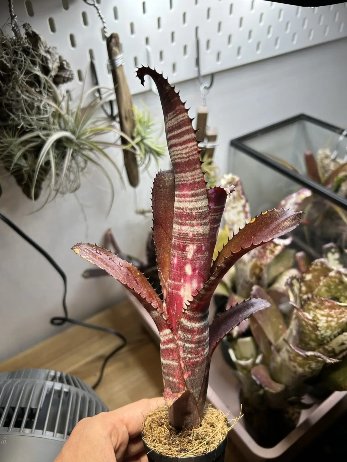 ビルベルギア　オビワン