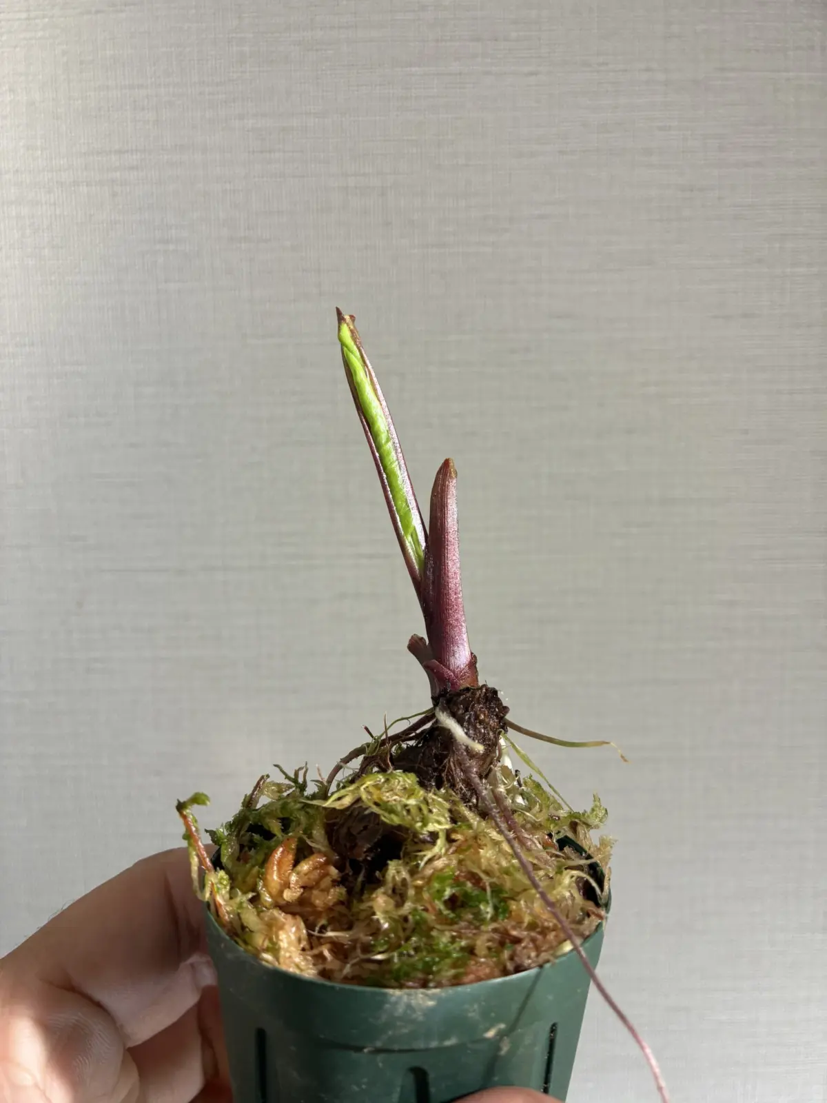 アロカシア　ブラックステム