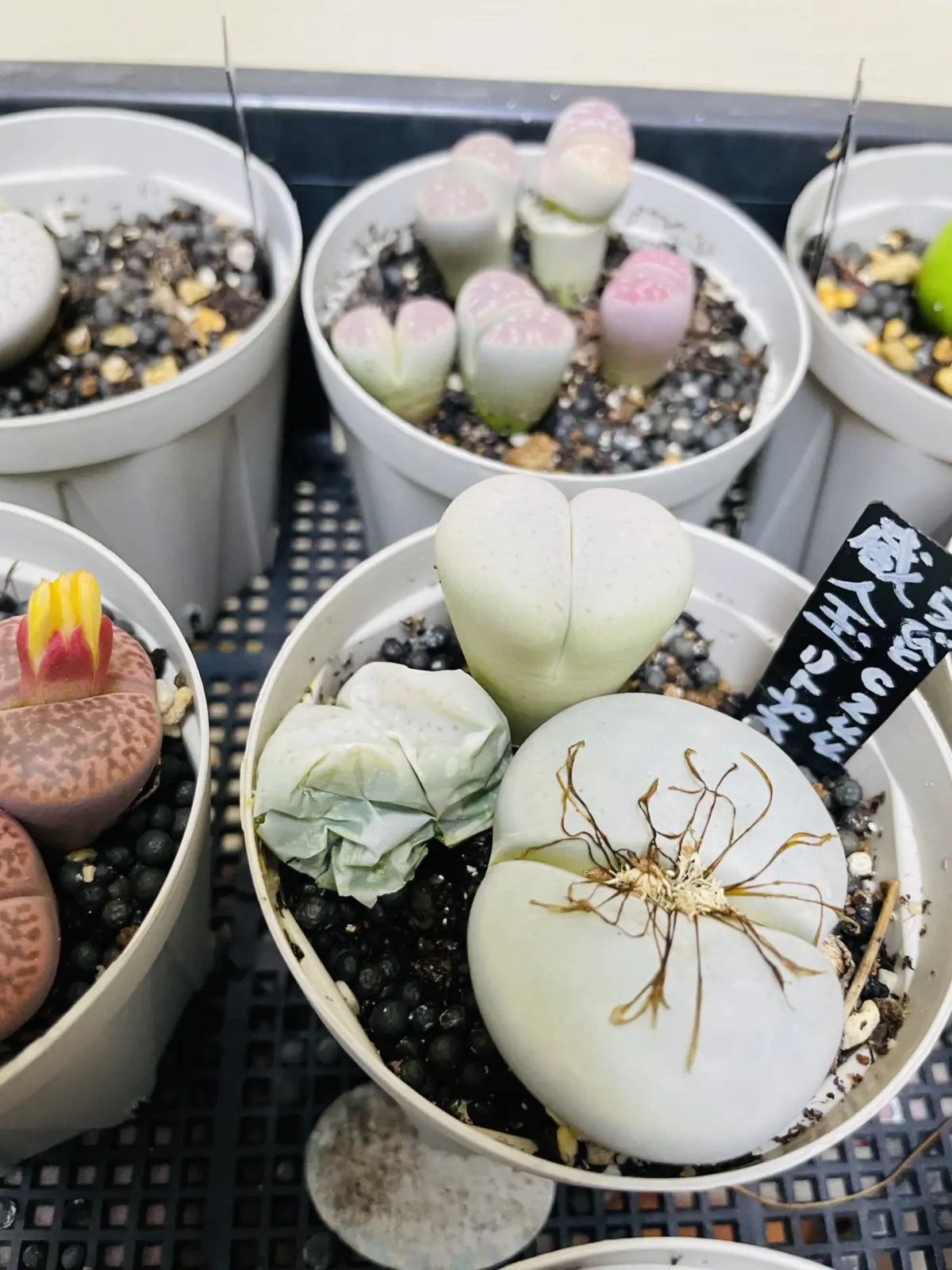 多肉　リトープス　女仙　腐り