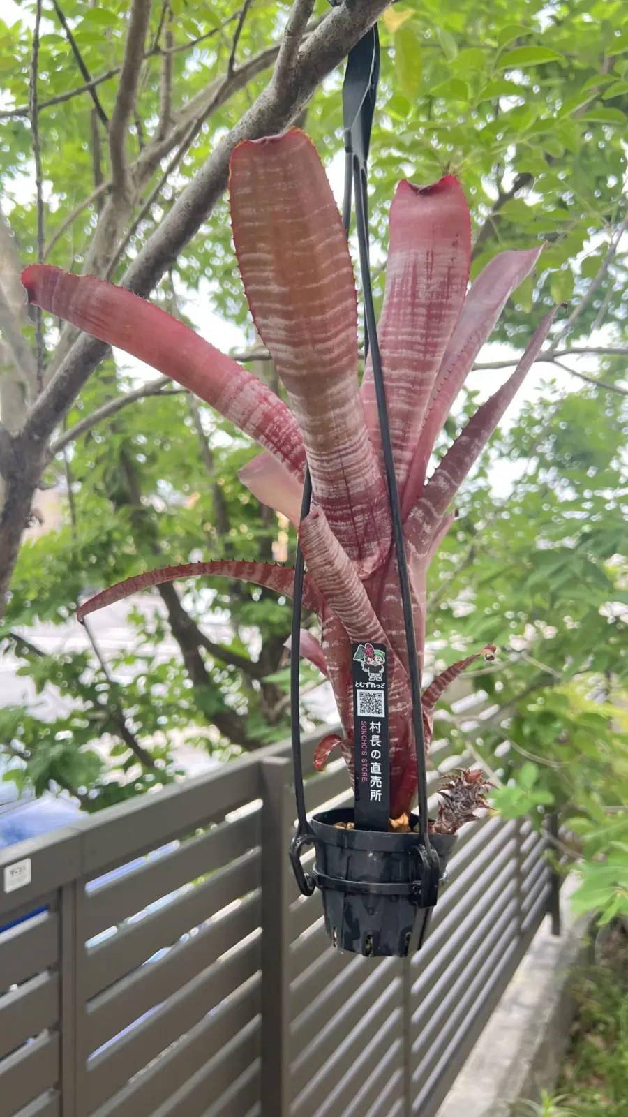 エクメア　クランベリーフロスト 成長記録013