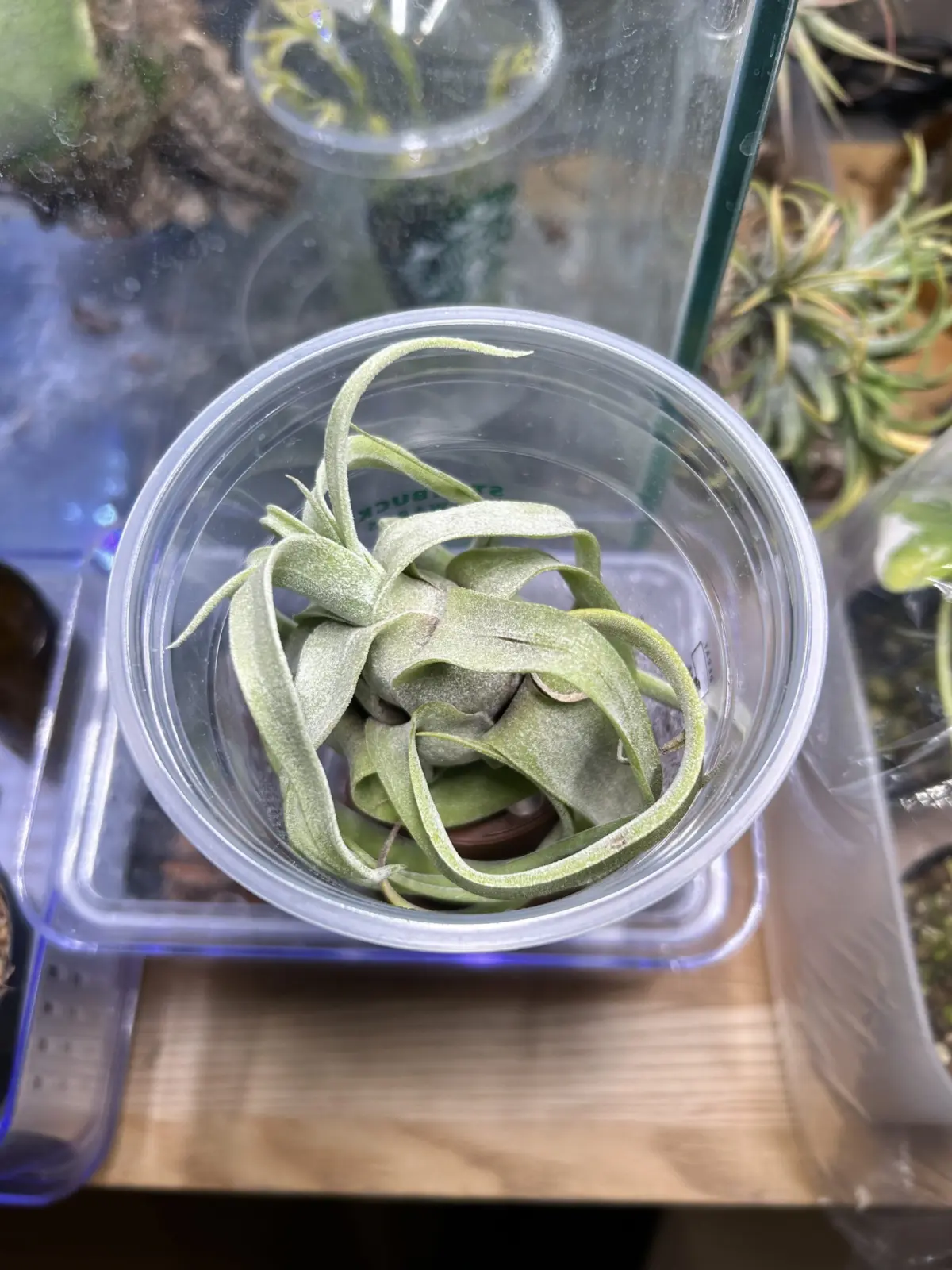 ティランジア　ストレプトフィラ