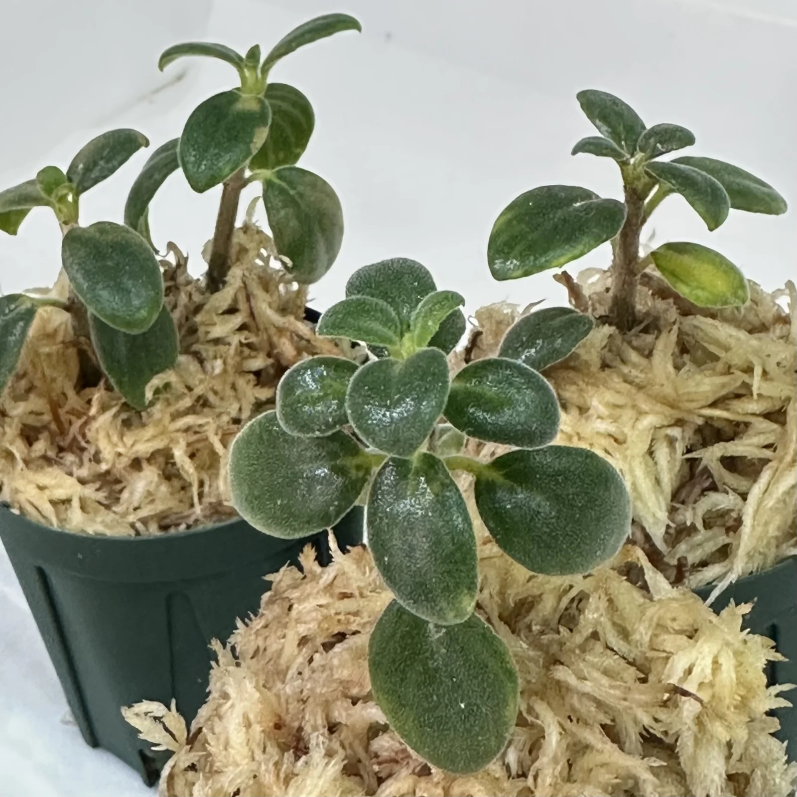 コルムネア　トゥラエ　挿し木