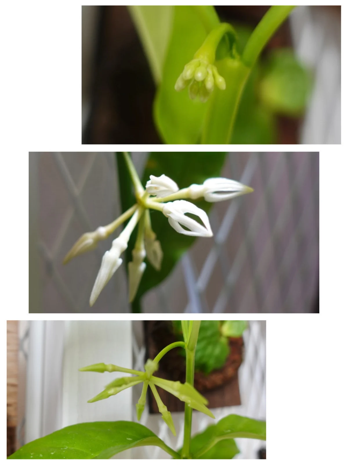 ホヤ　デシプラエ　花　花芽