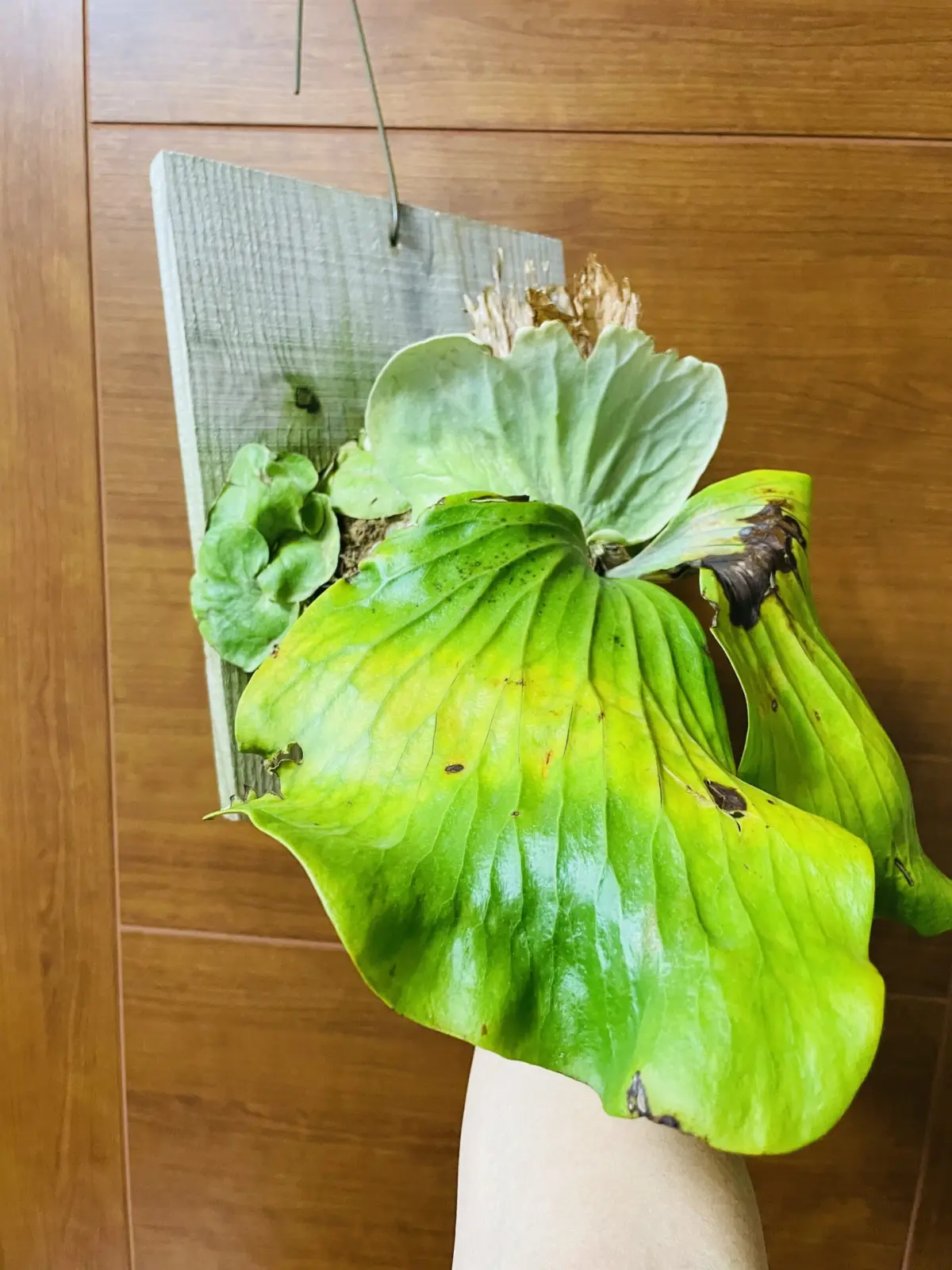 ビカクシダ　エレファントティス　貯水の真ん中が黄色く変色