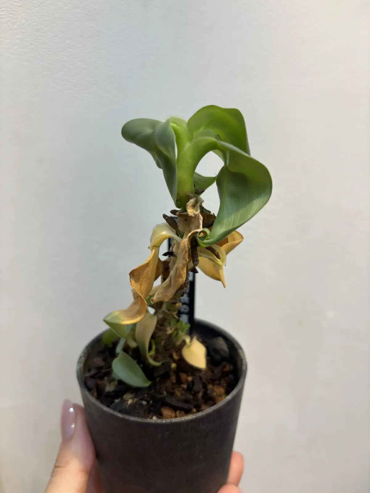 禿げたシルバーメタル 委縮