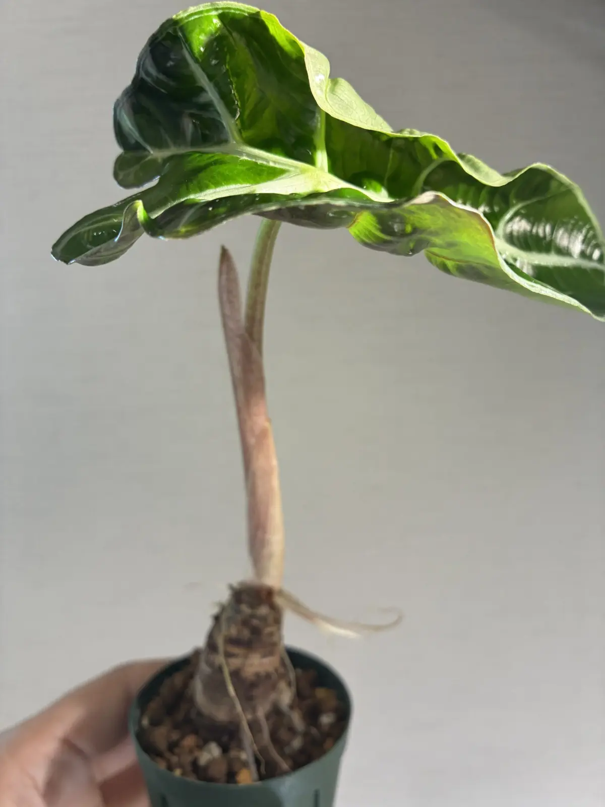 アロカシア　アマゾニカポリー