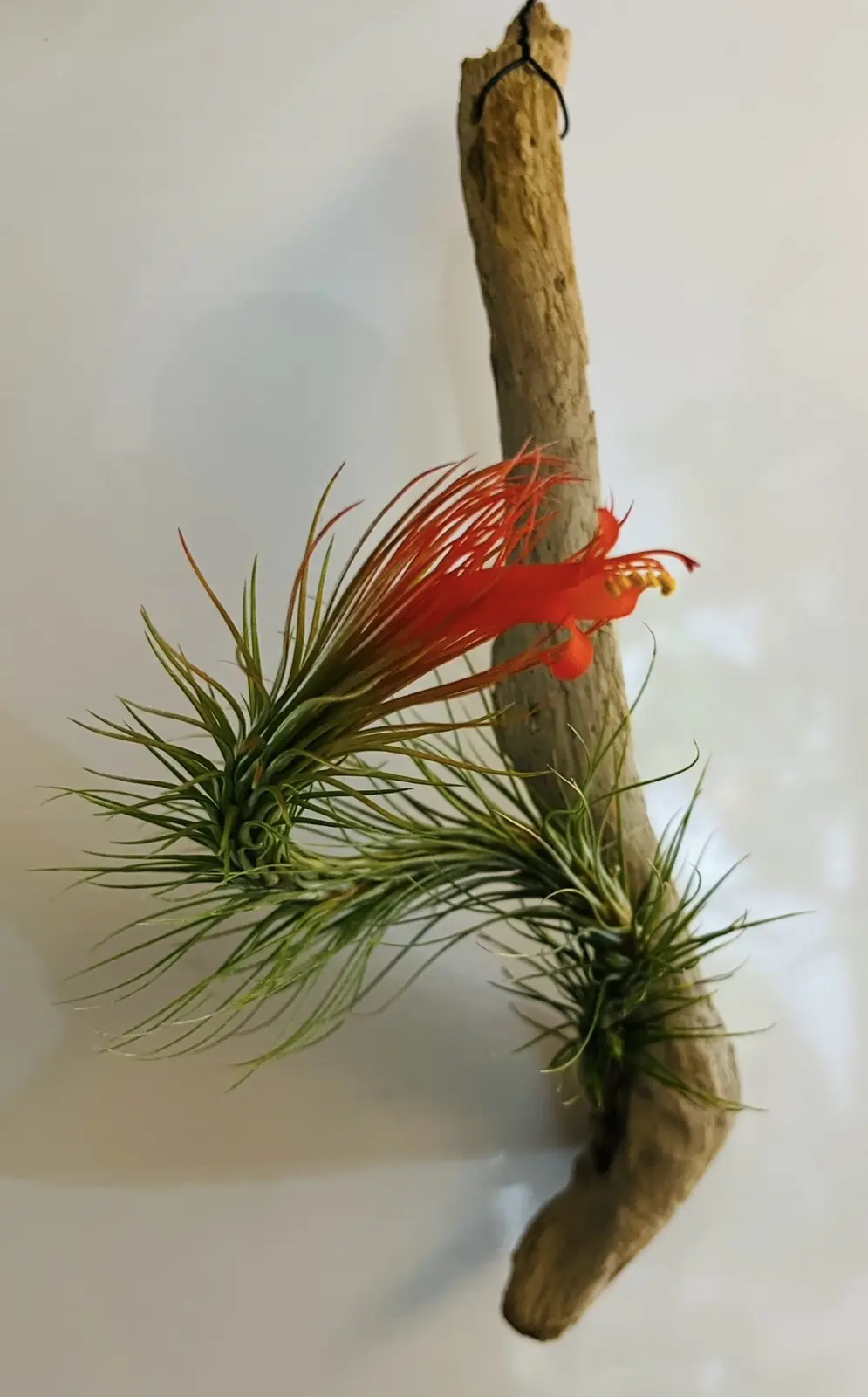 ティランジア　フンキアナ　花