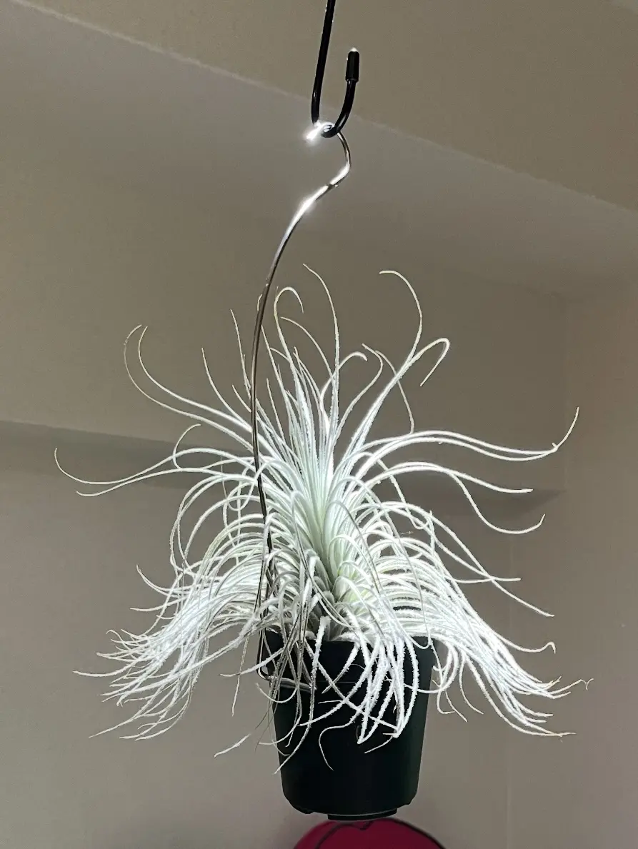 ティランジア　テクトラム