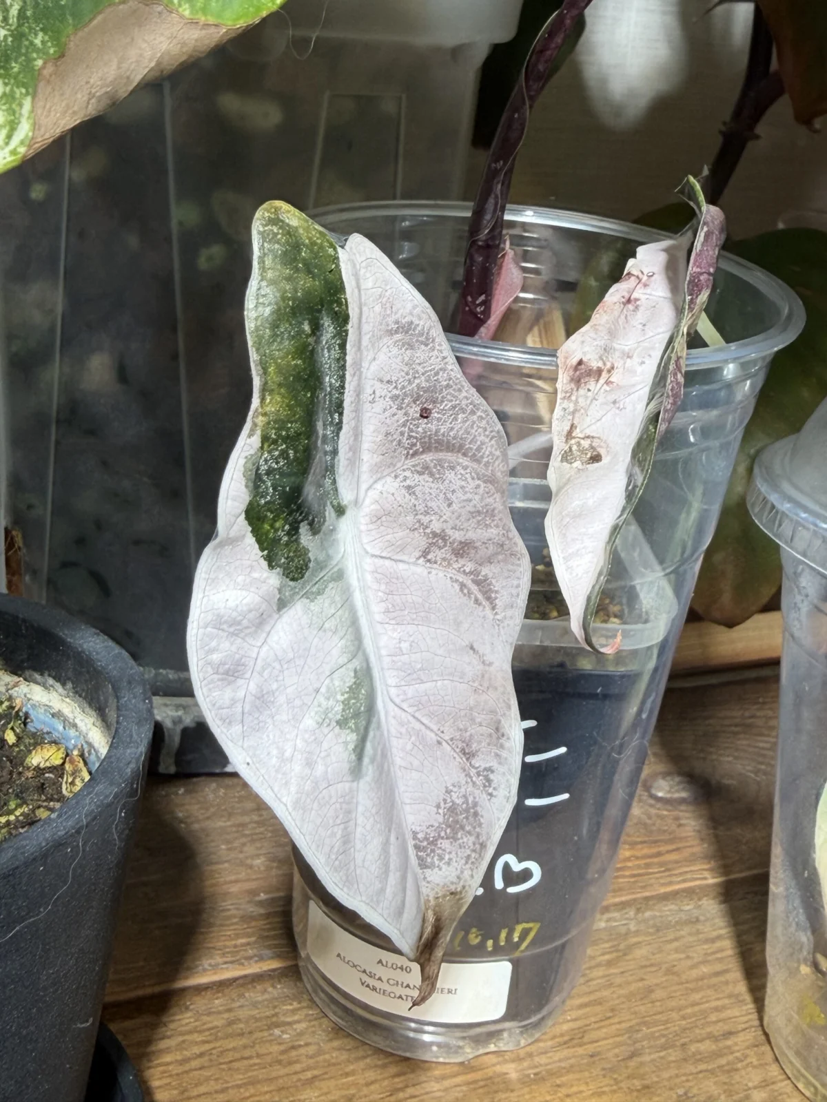 アロカシア シャントエリ バリエガータ